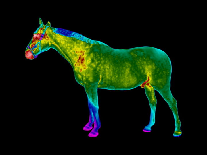 Thermal image of a horse