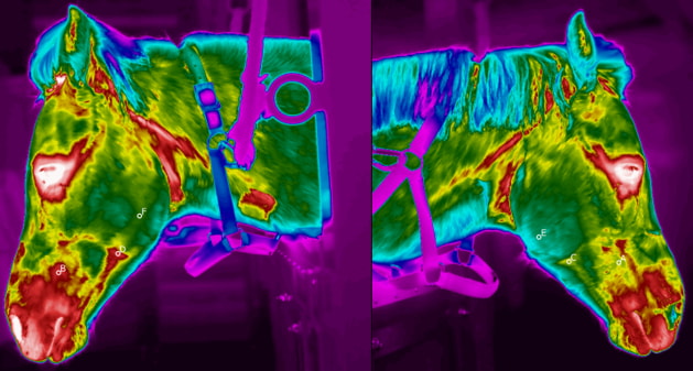 Thermal image of horse's head showing warmer areas around the mouth