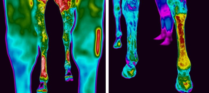 Thermal image of a horse's hind legs