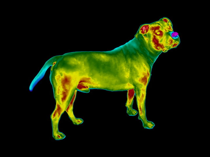 Thermal image of a dog