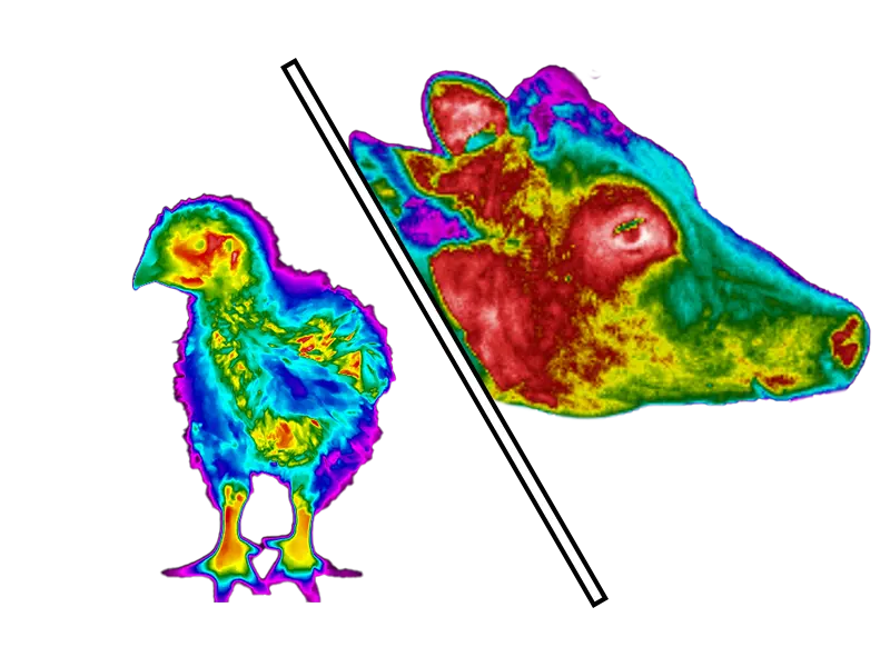Thermal image of a chick and a cow's head